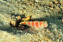 Red-banded shrimp (Alpheus randalli) and Pinkbar goby (Amblyeleotris aurora) symbiotic pair with goby protecting shrimp as it digs.  Maldives. Indian Ocean.