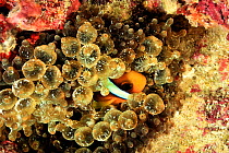 Clark's anemonefish (Amphiprion clarkii) in a Bulb-tentacle sea anemone (Entacmaea quadricolor) Maldives. Indian ocean.