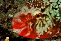 Head of a female Ember parrotfish (Scarus rubroviolaceus) at night,  Maldives. Indian Ocean.