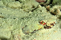 Variegated lizardfish (Synodus variegatus) buried in the sand,  Maldives. Indian Ocean.