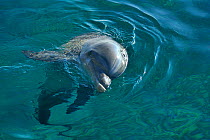 Bottlenose dolphin (Tursiops truncatus) at surface of water, Dolphin Reef, Eilat, Israel. Red Sea.