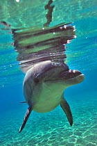 Bottlenose dolphin (Tursiops truncatus) approaching with curiosity, Dolphin Reef, Eilat, Israel. Red Sea.