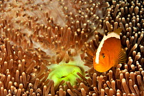 Orange anemonefish (Amphiprion sandaracinos) in a Merten's sea anemone,  Philippines. Sulu Sea.