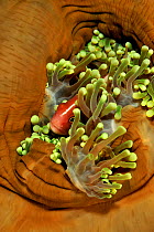 Pink anemonefish (Amphiprion perideraion) in Magnificent sea anemone (Heteractis magnifica) Philippines. Sulu Sea.