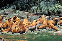 Group of Steller sealions (Eumetopias jubatus) on shore, Alaska, USA. Gulf of Alaska, Pacific ocean.