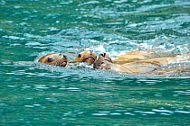 Group of Steller sealions (Eumetopias jubatus) at the surface, Alaska, USA, Gulf of Alaska. Pacific ocean.