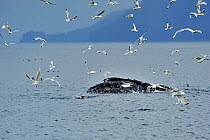 Humpback whale (Megaptera novaeangliae) breaching the surface whilst feeding, surrounded by black-legged kittiwakes (Rissa tridactyla), Alaska, USA, Gulf of Alaska. Pacific ocean.