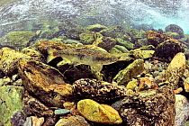 Rainbow trout / salmon trout (Oncorhynchus mykiss) migrating up river to spawn, Alaska, USA.