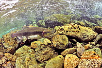 Humpback / Pink salmon (Oncorhynchus gorbuscha) migrating up river to spawn, Alaska, USA.