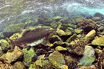 Humpback / Pink salmon (Oncorhynchus gorbuscha) migrating up river to spawn, Alaska, USA.