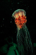 Lion's mane jellyfish (Cyanea capillata), Alaska, USA, Gulf of Alaska. Pacific ocean.