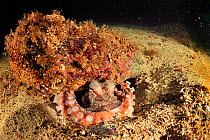 Pacific red octopus (Octopus rubescens) hiding, Alaska, USA, Gulf of Alaska. Pacific ocean.