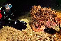 Diver with  Pacific red octopus (Octopus rubescens) hiding under rock, Alaska, USA, Gulf of Alaska. Pacific ocean. August 2011.