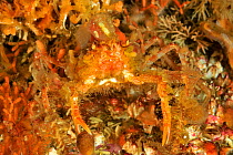 Slender / Graceful decorated crab (Oregonia gracilis), Alaska, USA, Gulf of Alaska. Pacific ocean.