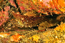 Coonstripe shrimp / Dock shrimp (Pandalus danae), Alaska, USA, Gulf of Alaska. Pacific ocean.