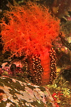 Orange sea cucumber (Cucumaria miniata), Alaska, USA, Gulf of Alaska. Pacific ocean.