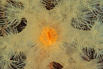 Detail of Giant plumrose anemone (Metridium farcimen), Alaska, USA, Gulf of Alaska. Pacific ocean.