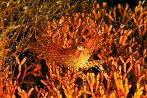 Coonstripe shrimp / Dock shrimp (Pandalus danae), Alaska, USA, Gulf of Alaska. Pacific ocean.