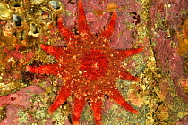 Rose star / Common sunstar (Crossaster papposus), Alaska, USA, Gulf of Alaska. Pacific ocean.
