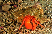 Orange / Pacific red hermit crab (Elassochirus gilli), Alaska, USA, Gulf of Alaska. Pacific ocean.
