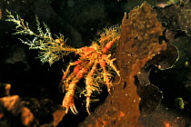 Longhorn decorator crab (Chorilia longipes), Alaska, USA, Gulf of Alaska. Pacific ocean.