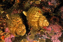 Two Oregon tritons (Fusitriton oregonensis), Alaska, USA, Gulf of Alaska. Pacific ocean.