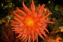 Painted anemone  (Urticina crassicornis) from above, Alaska, USA, Gulf of Alaska. Pacific ocean.
