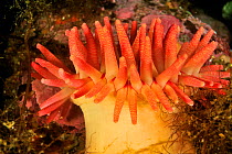 Painted anemone (Urticina crassicornis), Alaska, USA, Gulf of Alaska. Pacific ocean.