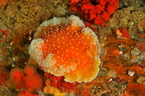 Orange peel nudibranch (Tochuina tetraquetra), Alaska, USA, Gulf of Alaska. Pacific ocean.