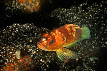Quillback rockfish / Orange-spotted rockfish (Sebastes maliger), Alaska, USA, Gulf of Alaska. Pacific ocean.