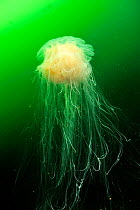 Lion's mane jellyfish (Cyanea capillata), Alaska, USA, Gulf of Alaska. Pacific ocean.