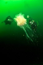 Two divers, one an underwater photographer behind a Lion's mane jellyfish (Cyanea capillata), Alaska, USA, Gulf of Alaska. Pacific ocean. August 2011.