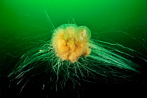 Lion's mane jellyfish (Cyanea capillata) which has just caught a Moon jellyfish (Aurelia labiata) in its tentacles, Alaska, USA, Gulf of Alaska. Pacific ocean.