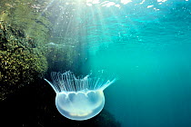 Moon jellyfish (Aurelia labiata) close to the surface and under the sun rays, Alaska, USA, Gulf of Alaska. Pacific ocean.