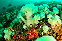 Divers above field of Giant plumrose anemones (Metridium giganteum) with a Leather star (Dermasterias imbricata) in foreground, Alaska, USA, Gulf of Alaska. Pacific ocean. August 2011.