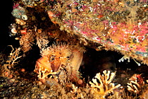 Decorated warbonnet (Chirolophis decoratus) in its hole, Alaska, USA, Gulf of Alaska. Pacific ocean.