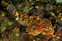 Red Irish lord (Hemilepidotus hemilepidotus), Alaska, USA, Gulf of Alaska. Pacific ocean.