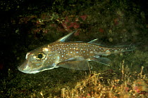 Spotted ratfish (Hydrolagus colliei) on sea floor, Alaska, USA, Gulf of Alaska. Pacific ocean.