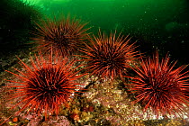 Underwater reef covered with a colony of Red sea urchins (Strongylocentrotus franciscanus), Alaska, USA, Gulf of Alaska. Pacific ocean.