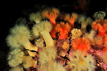 Underwater reef of Alaska covered with Giant plumrose anemones (Metridium farcimen), Alaska, USA, Gulf of Alaska. Pacific ocean.