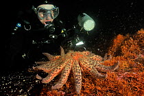 Diver taking a picture of Sunflower sea star (Pycnopodia helianthoides), Alaska, USA, Gulf of Alaska. Pacific ocean. August 2011.