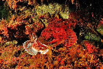 Buffalo sculpin (Enophrys bison) red morph, feeding on another sculpin, Alaska, USA, Gulf of Alaska. Pacific ocean.