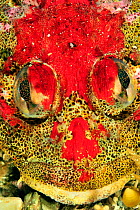 Close-up of the head of a Red Irish lord (Hemilepidotus hemilepidotus), Alaska, USA, Gulf of Alaska. Pacific ocean.