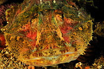 Close-up of the head of a Brown Irish lord (Hemilepidotus spinosus), Alaska, USA, Gulf of Alaska. Pacific ocean.