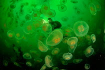 Divers half hidden by a multitude of Moon jellyfish (Aurelia labiata), Alaska, USA, Gulf of Alaska. Pacific ocean. August 2011.