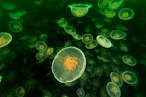 Multitudes of Moon jellyfish (Aurelia labiata), Alaska, USA, Gulf of Alaska. Pacific ocean.