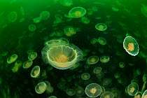 Multitudes of Moon jellyfish (Aurelia labiata), Alaska, USA, Gulf of Alaska. Pacific ocean.