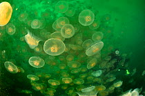 Diver half hidden by a multitude of moon jellyfish (Aurelia labiata), Alaska, USA, Gulf of Alaska. Pacific ocean. August 2011.