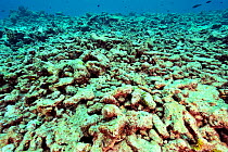 Debris of dead corals (Acropora and Porites )  probably due to the bleaching of 1998 an El Nino year which killed a large amount of Maldive corals,  Maldives. Indian Ocean.