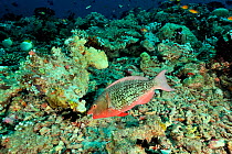 Female Ember parrotfish (Scarus rubroviolaceus) feeding on coral,  Maldives. Indian Ocean.